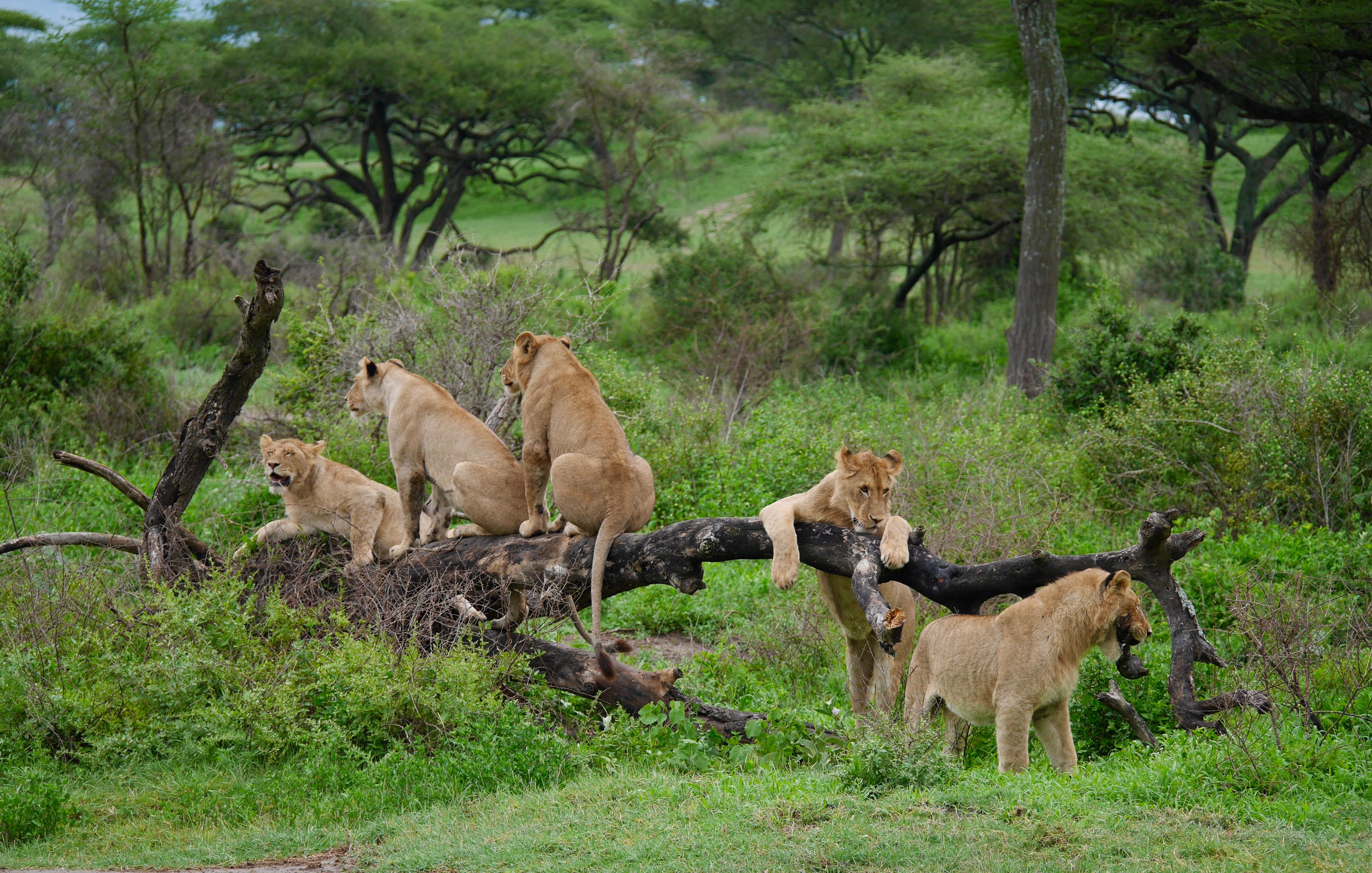 Serengeti National Park