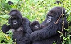 Bwindi Impenetrable National Park