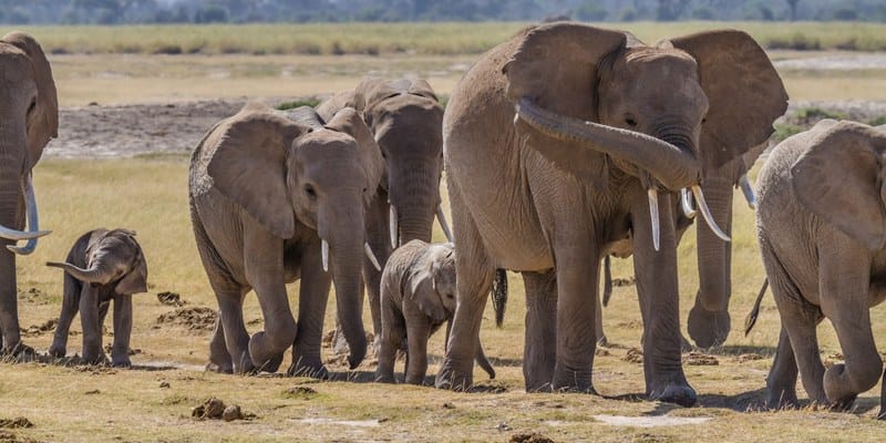 Amboseli National Park